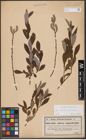 Foto von Salix aurita L. x Salix cinerea L.